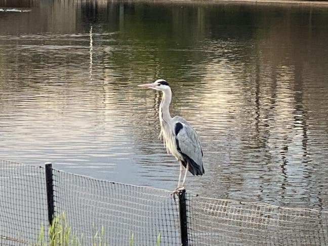 Looking to rent coastal or Broads  2wk on 2wk off Main Photo