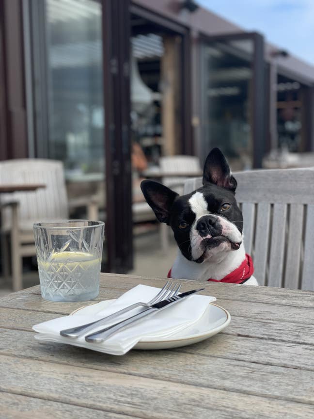 Artsy dog owner looking for a room. Main Photo