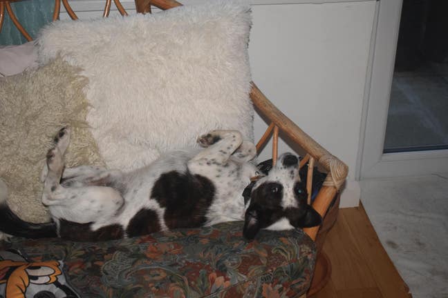 little rescue dog, his owner and her piano Main Photo
