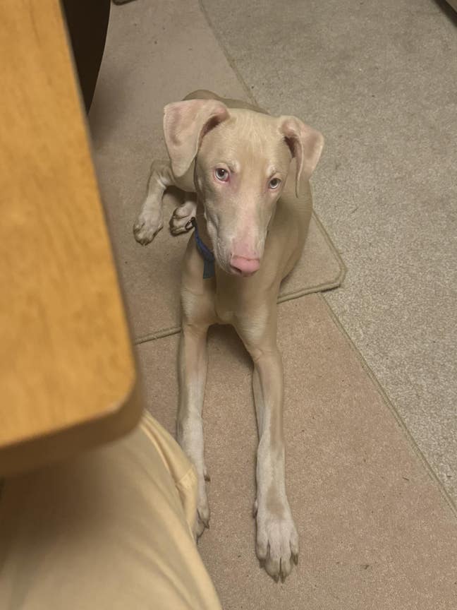 Looking for a house/flat, cottage or en-suite room Main Photo