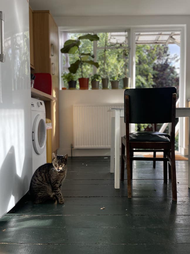 Very large room in garden flat with pets! Main Photo