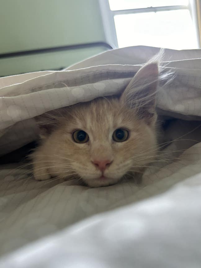 Double Room available in lovely victorian terrace  Main Photo