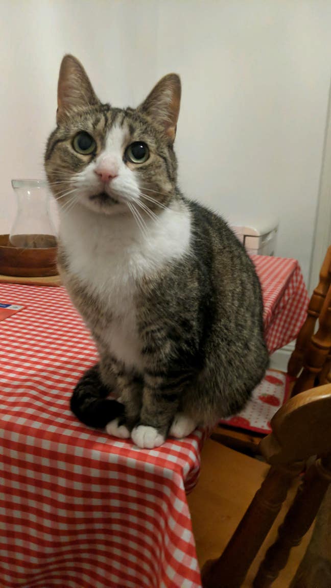 Cozy room in 2 bedroom house with a cat in Cowley  Main Photo