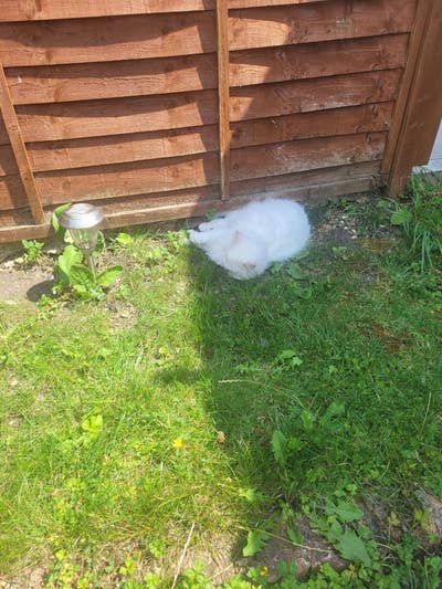 Furnished Double with Garden – North London  Main Photo