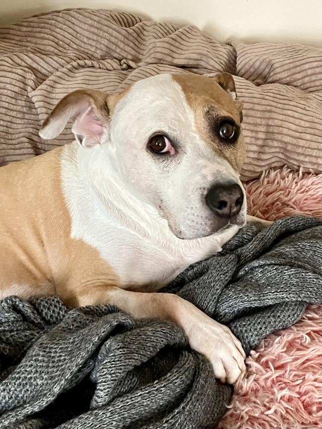 Urgently need an annexe or ground-fl. studio flat  Main Photo