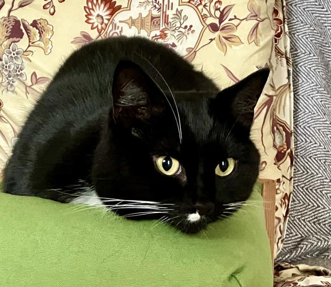 Annexe, static caravan or 1 bedroom flat needed Main Photo