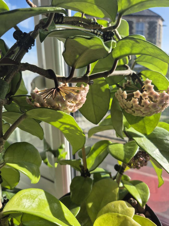 House share/buddy up needed from June 2026 Main Photo