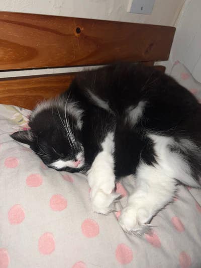 Looking for a cat-friendly room! Main Photo