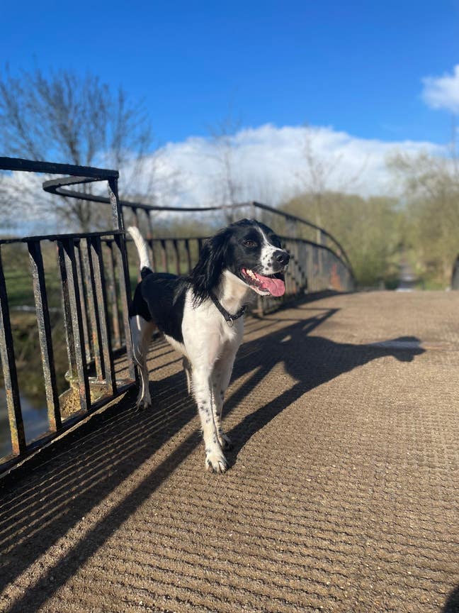 Shared Flat with Incredible Garden and Dog Main Photo