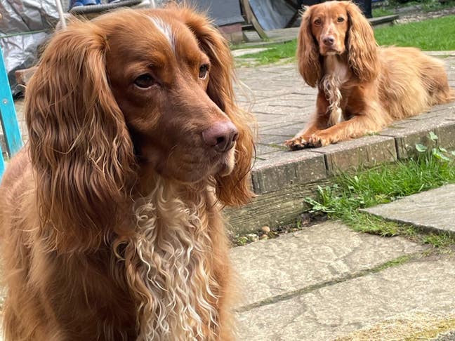 My dog Fred is 10 now and is very loving and ... Main Photo