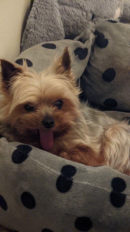 Tidy, Peaceful Flatmate with Elderly Teacup Yorkie Main Photo