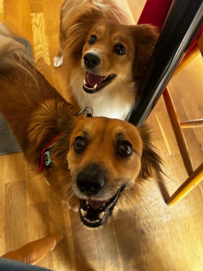 Beautiful spacious double room for dog lover Main Photo