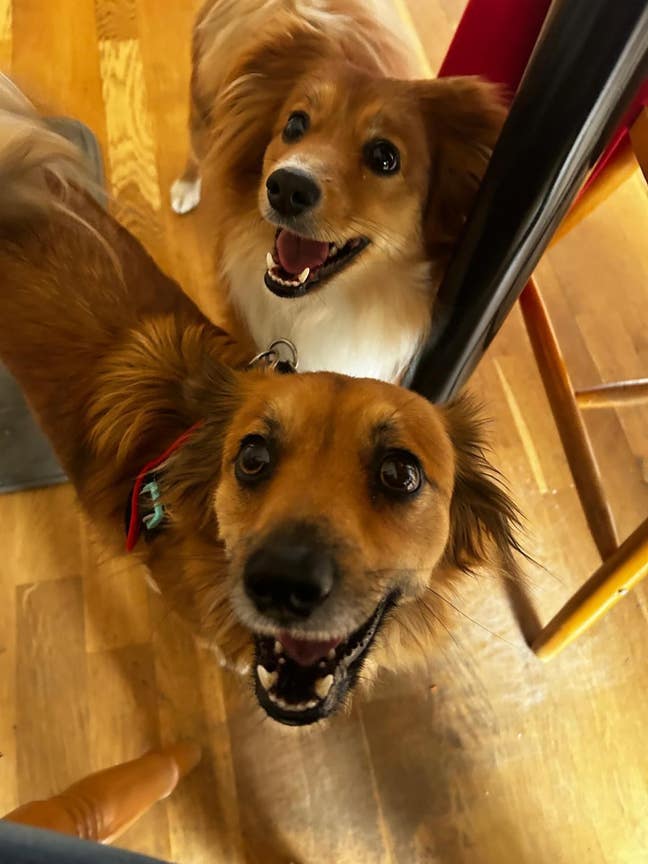 Beautiful spacious double room for dog lover Main Photo