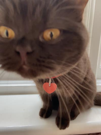Friendly Human and Teddy Cat  Main Photo