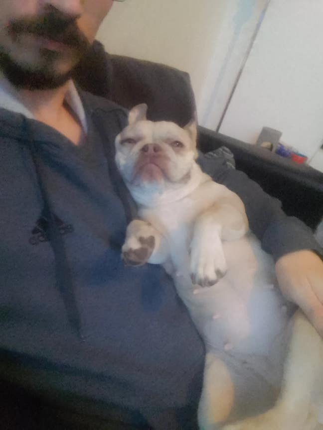 Looking for a room for 2 and a frenchie Main Photo
