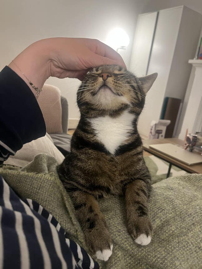 Garden flat double bedroom with cat-sitting! Main Photo