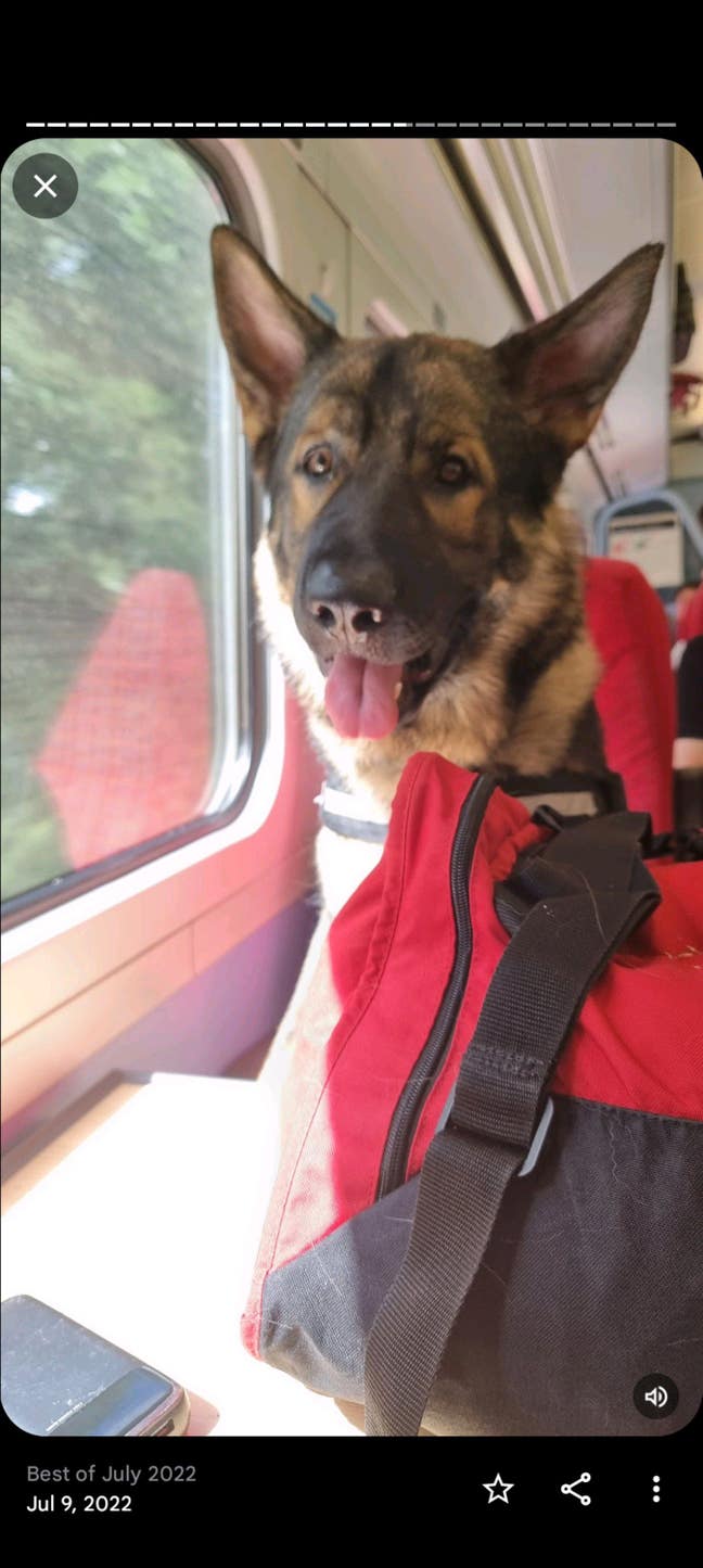 House share with myself and German Shepherd Dog Main Photo