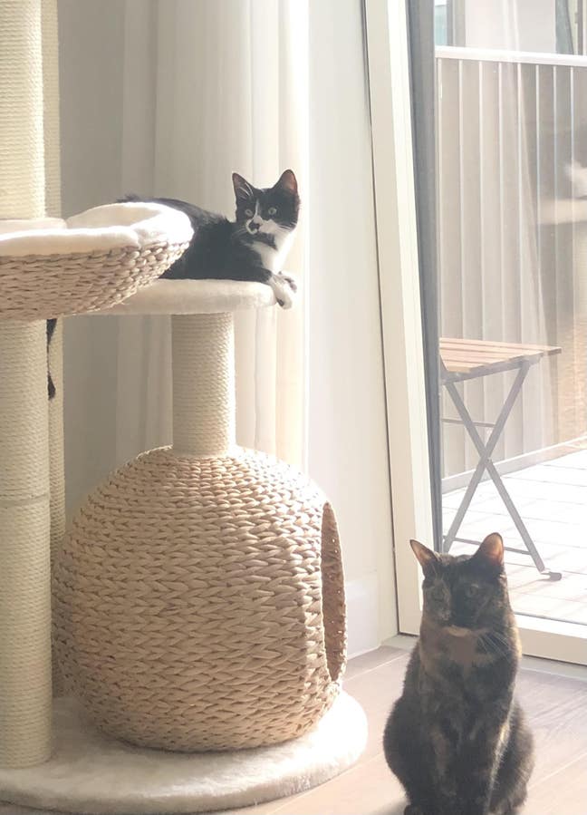Looking for pet friendly household or people  ^.^ Main Photo