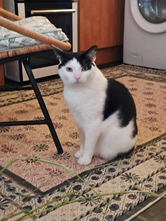 Double bedroom in a flat with a cat Main Photo