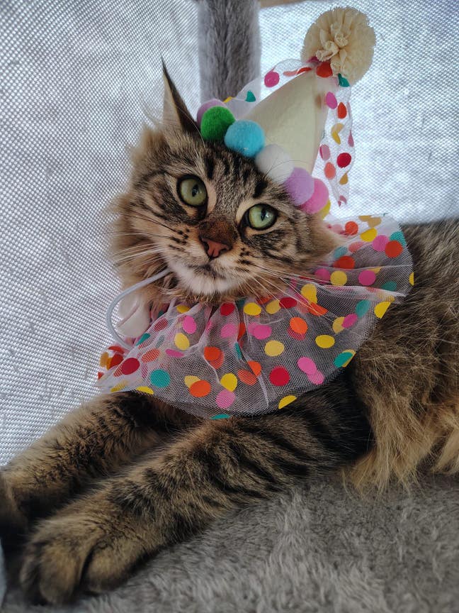 Cat & human looking for an ensuite room! Main Photo