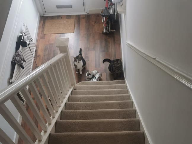 Double room in spacious home with cats & garden  Main Photo