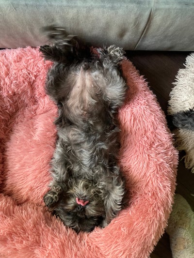 I have 2 small friendly  dogs (affenpinschers hypo Main Photo