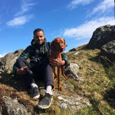 Looking for room with Vizsla Main Photo