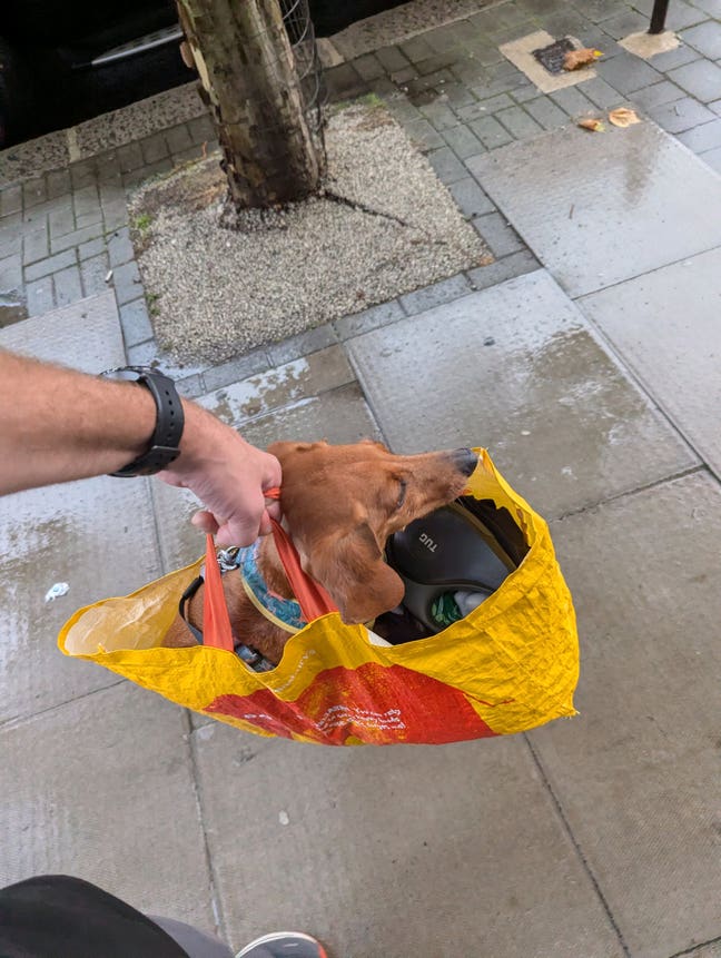 Quiet Canadian with part time sausage dog Main Photo
