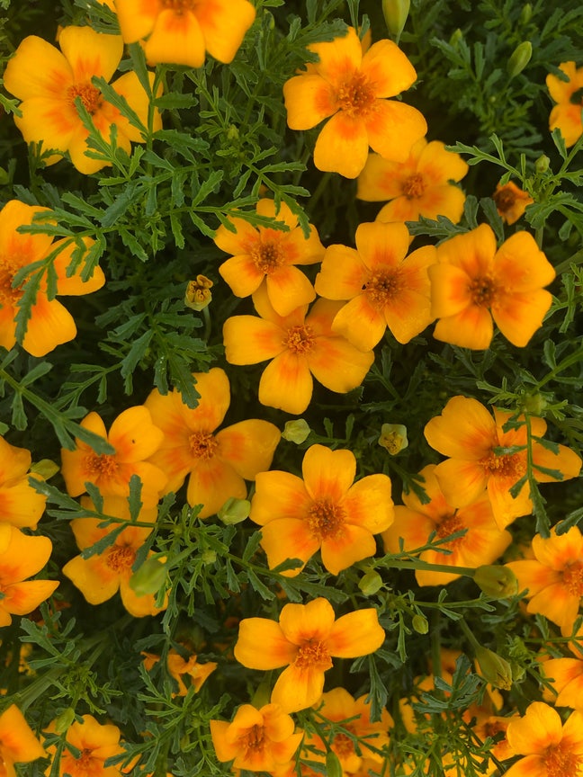 Looking for a room in London  Main Photo