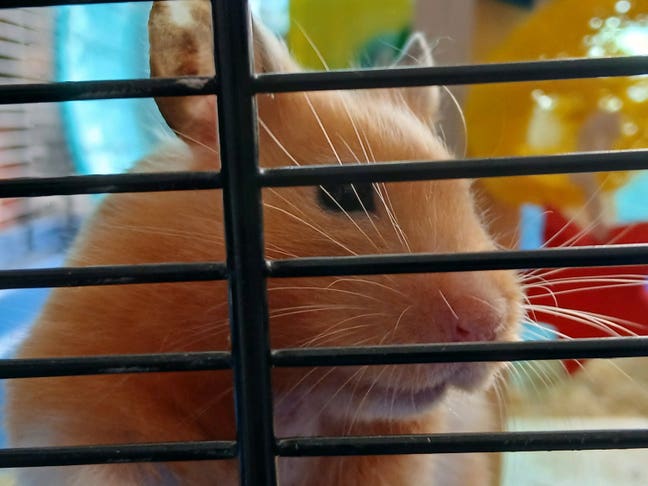 ✨️Room wanted - friendly, reliable, with hamster✨️ Main Photo