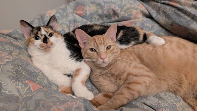 Looking for a cat-friendly share in SW Main Photo