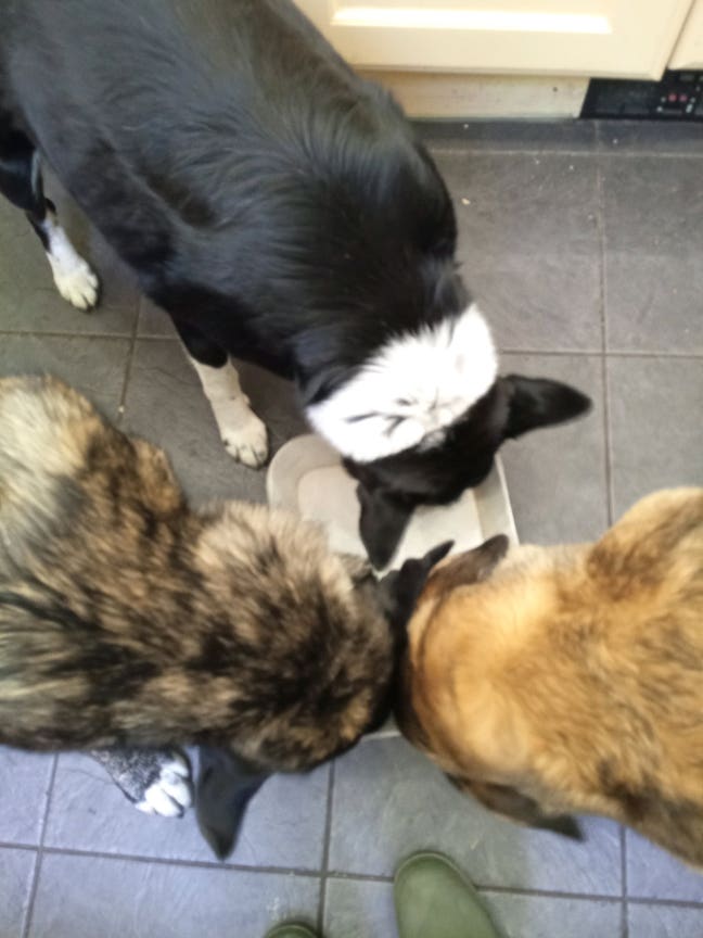 Massage therapist seeking live/work space Main Photo