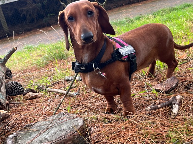 Friends with little dogs :) Main Photo