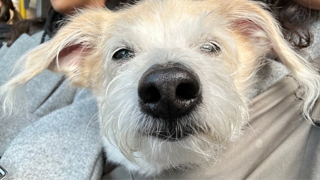 Creative girly with with a well behaved dog Main Photo