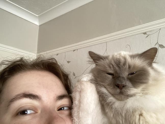 quiet human (+ eventually a cat) seeks home Main Photo