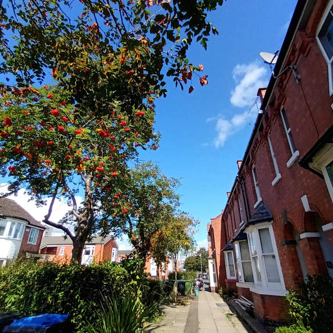 Looking for a Professional Flatmate Main Photo