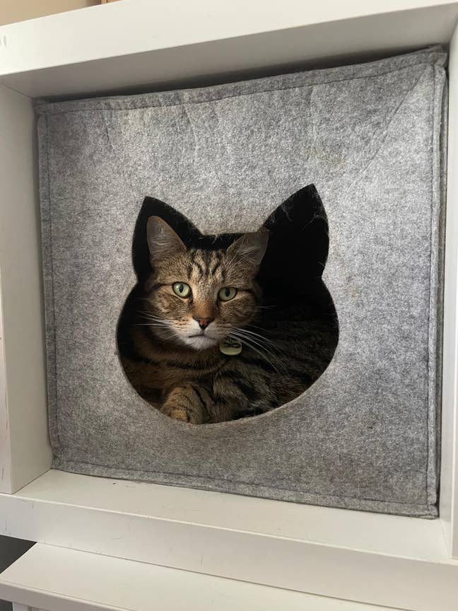 Cat-Friendly Home near Elizabeth Line - Bills Inc. Main Photo