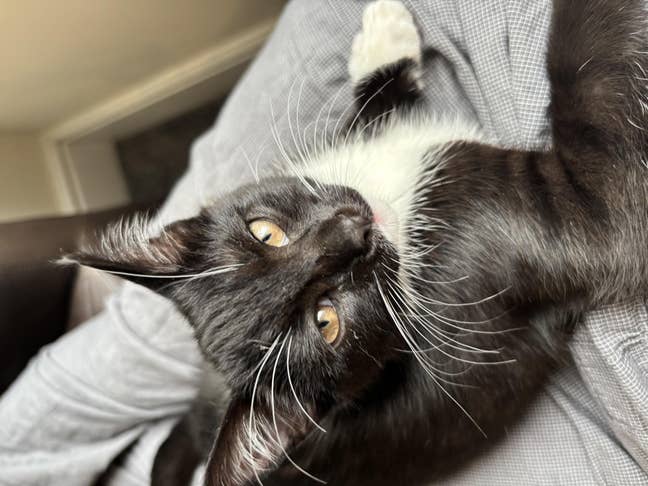 Me and my kitten looking for a room in bristol! Main Photo