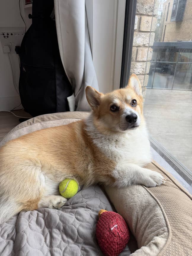 Looking for a double room with my lovely corgi  😇 Main Photo