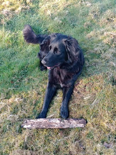 Self-employed professional and friendly dog  Main Photo