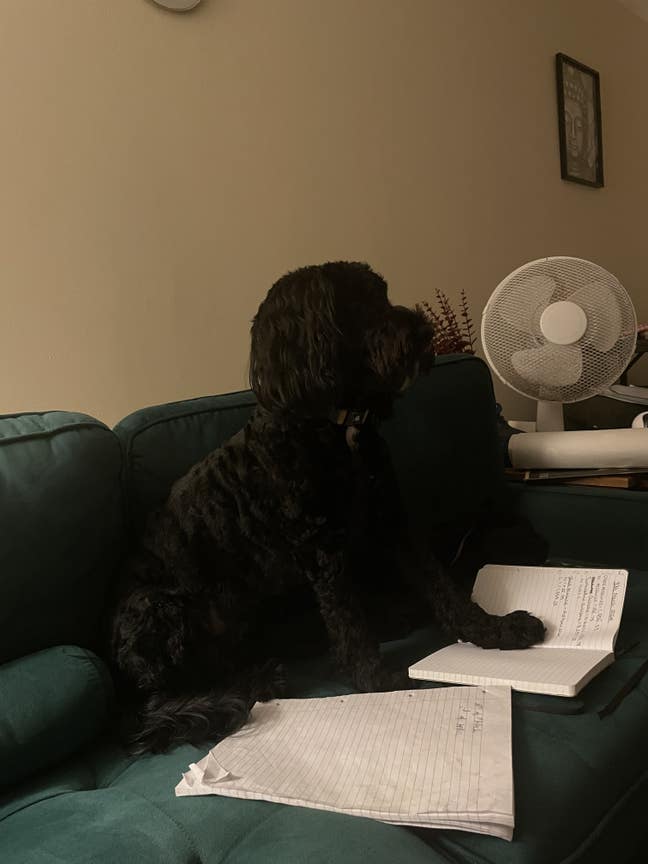 Short time let and pet sitting Main Photo