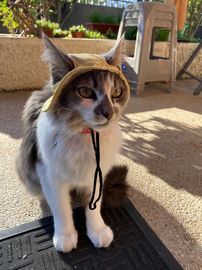 Cat-Friendly Flatmate wanted!  Main Photo