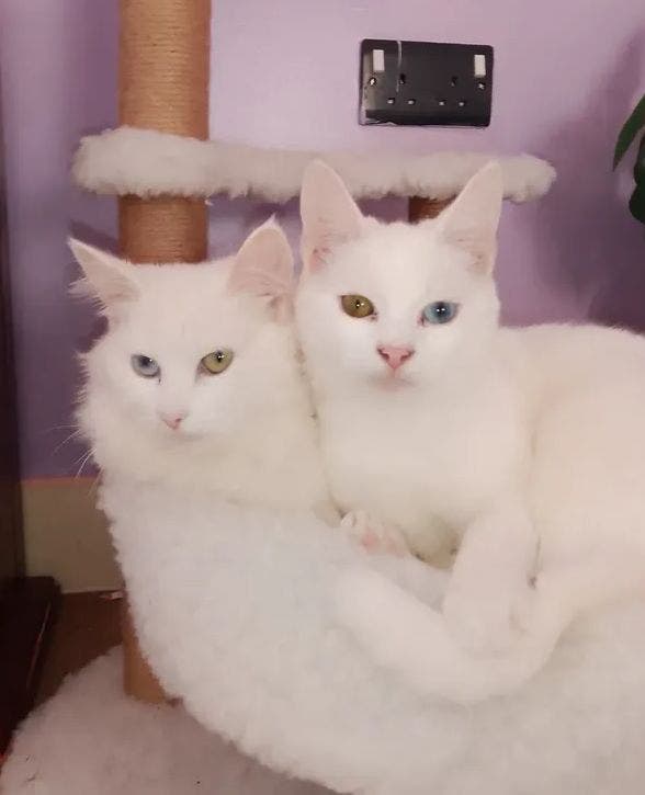 Looking for a place for myself and 2 cats Main Photo