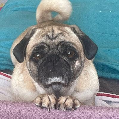 Wanted to rent  Main Photo