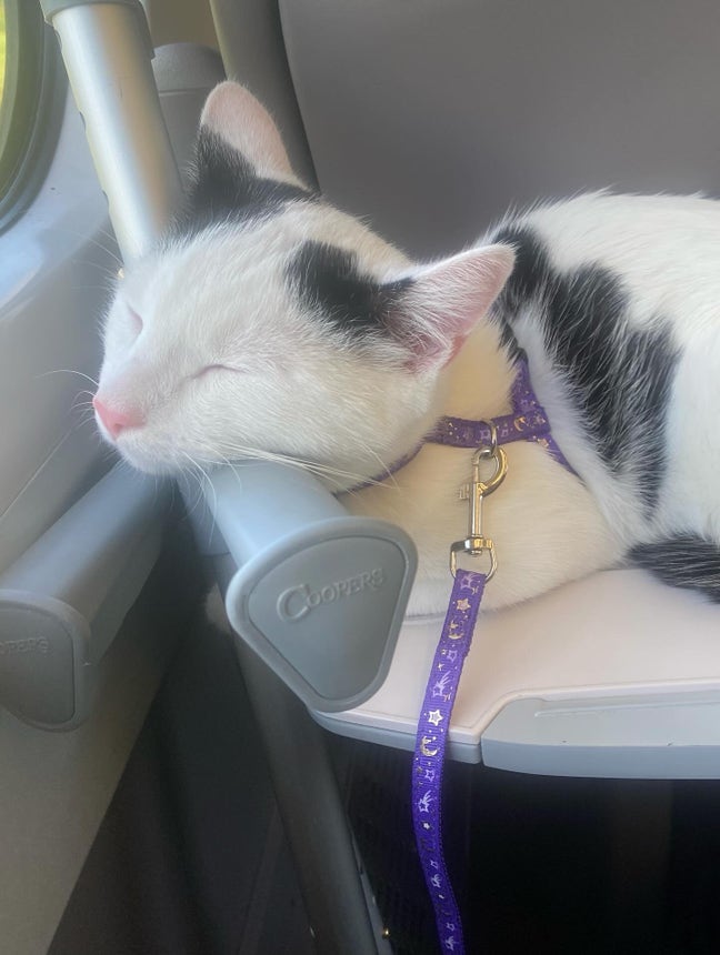 Willow and billy Main Photo