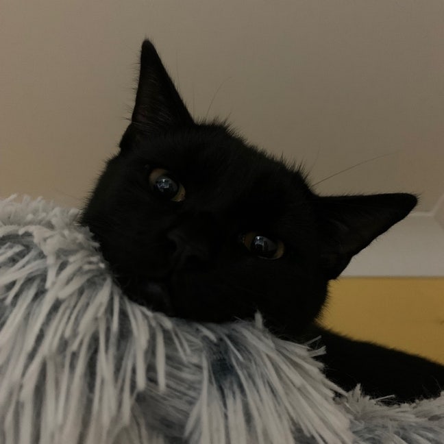 looking for someone to rent an apartment with Main Photo