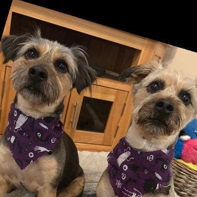 Little home wanted  Main Photo