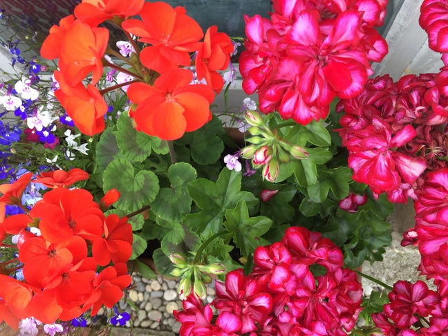 Homeshare with older person in East Oxford  Main Photo