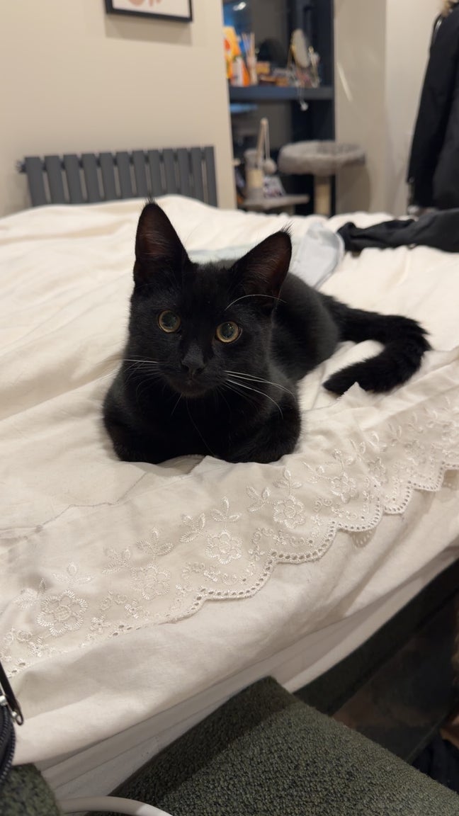 Pet friendly room or buddy up wanted in Manchester Main Photo