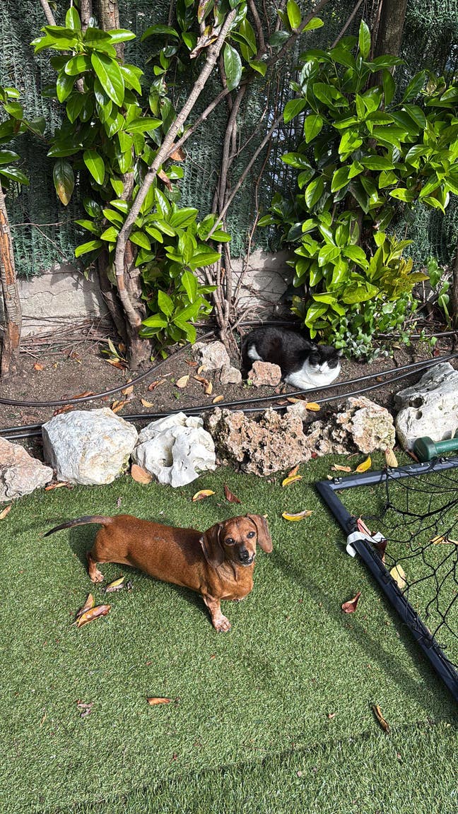 Looking for a room  bring my sausage dog with Main Photo